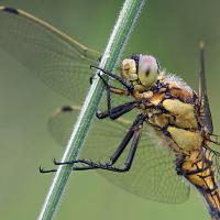 Black-Tailed Skimmer female 2 